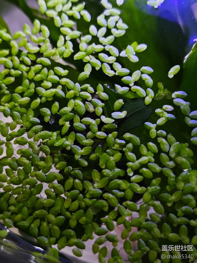 【青青嫩芽】+ 大水草