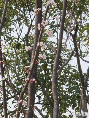 【好春光】+春已來