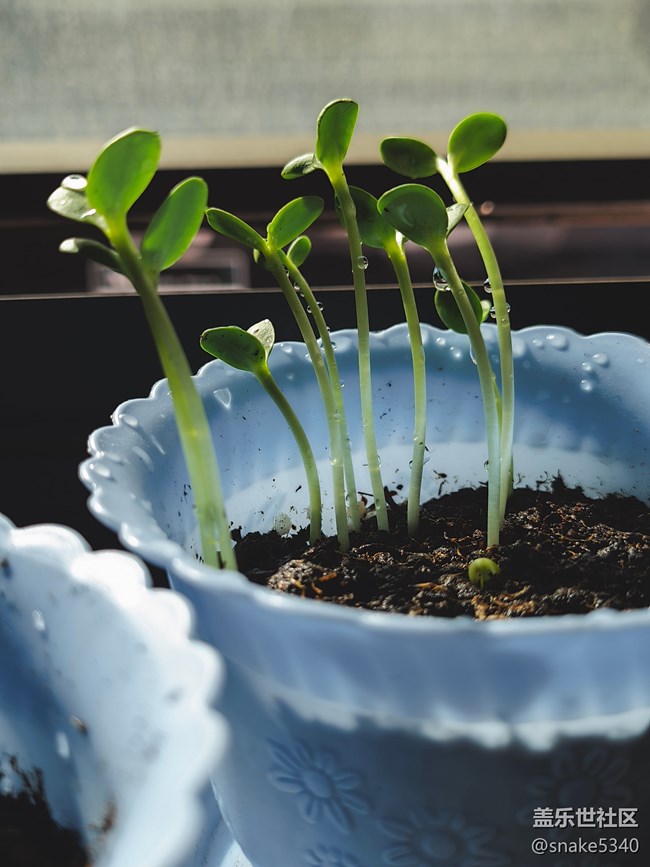 【青青嫩芽】+ 小小向日葵