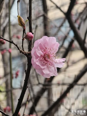 s23u的十倍長焦拍梅花