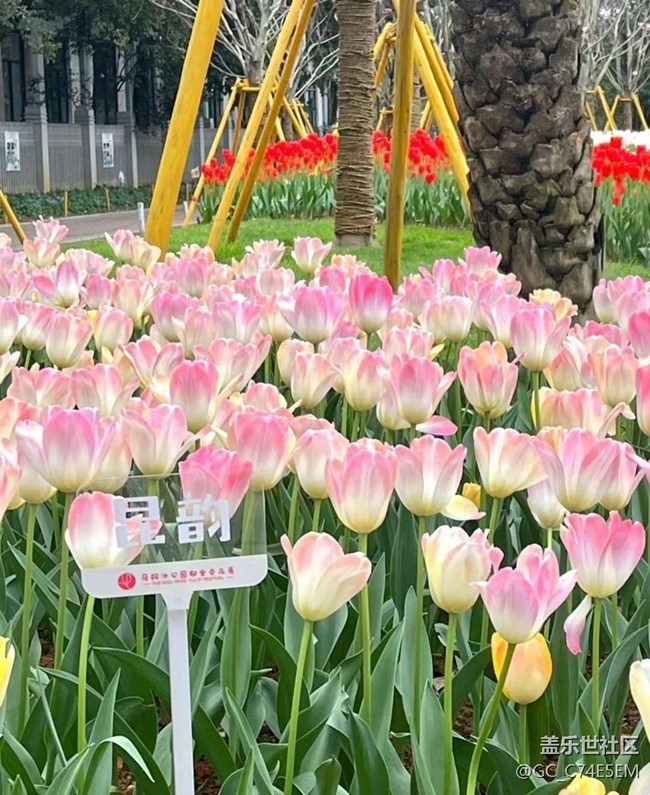 【春日尋花】賞郁季