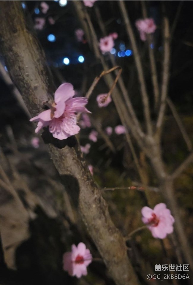 【廣州的花花們】桃花開