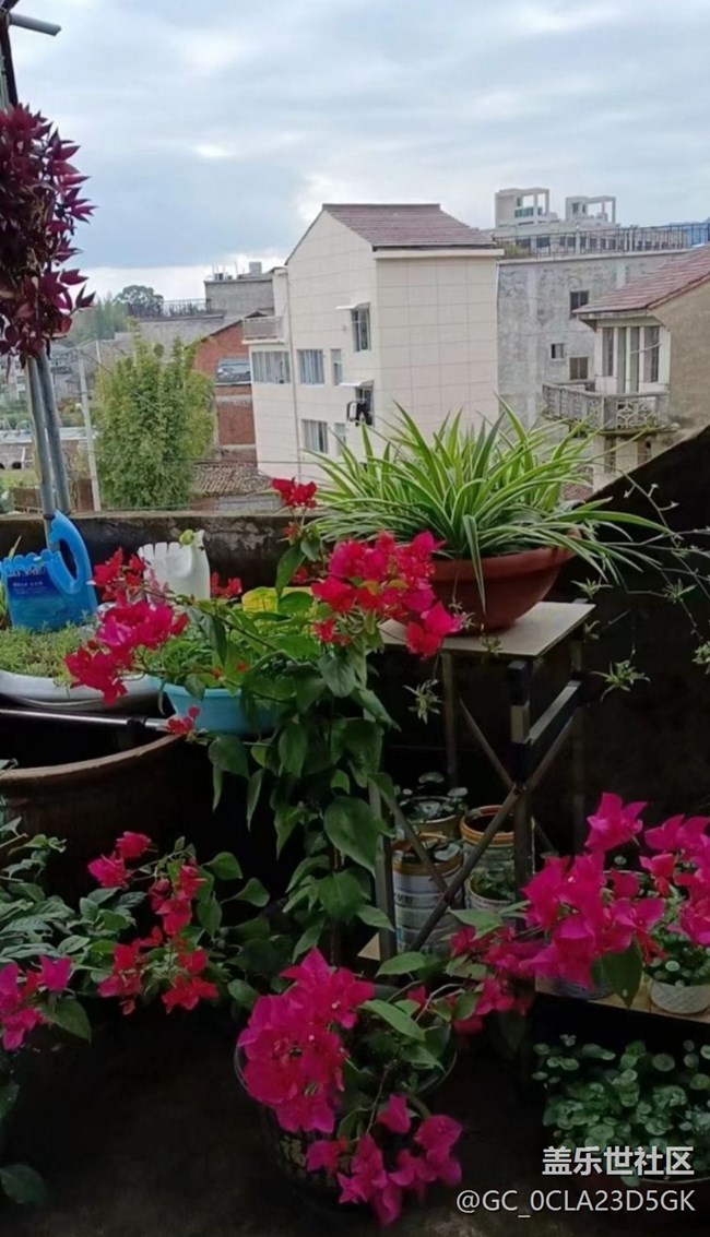 【春日尋花】閃亮的春天