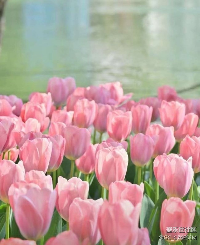 【春日尋花】賞郁季