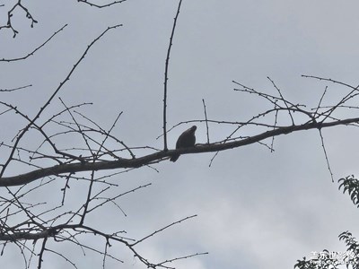 【好春光】+鳥兒鳴叫