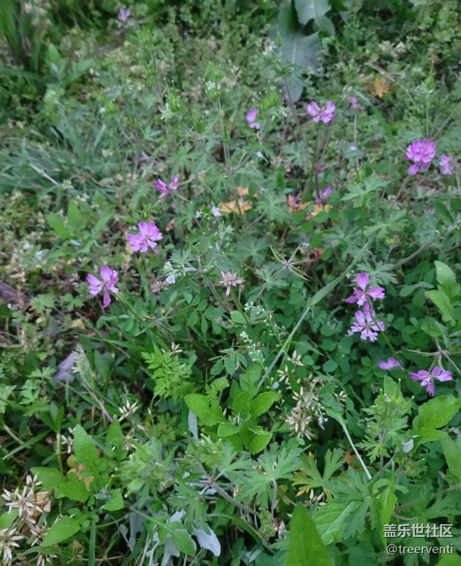 【廣州的花花們】小野花