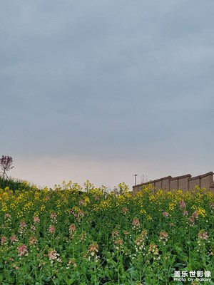 【好春光】+滿園春色