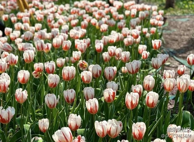 【廣州的花花們】三月郁金香