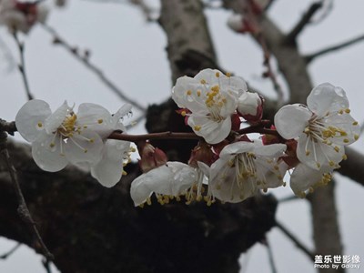 【好春光】春天是賞花的季節(jié)