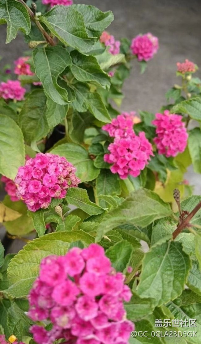 【春日尋花】閃亮的春天