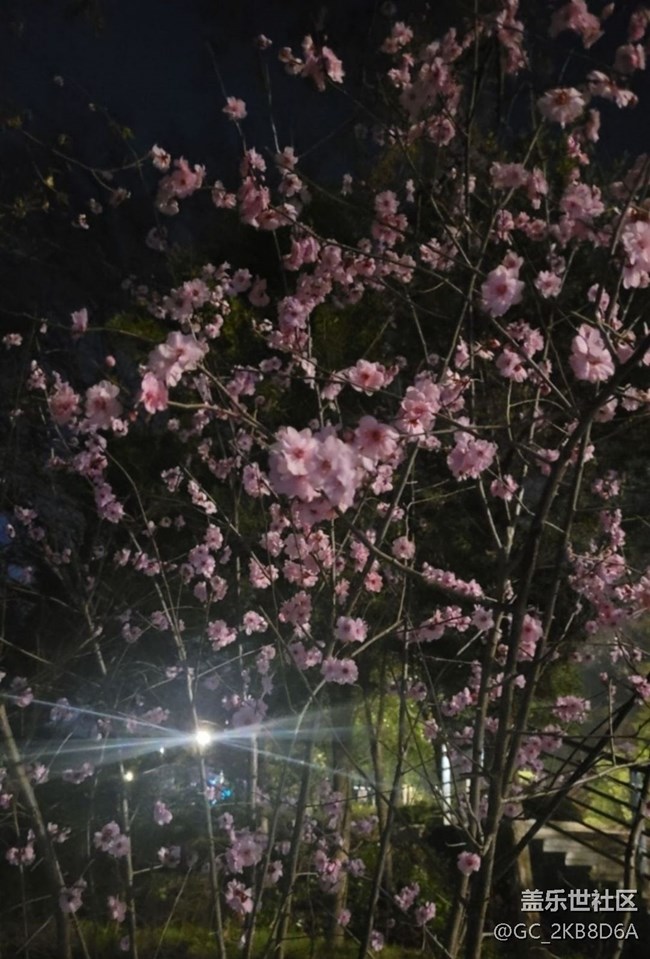 【廣州的花花們】桃花開
