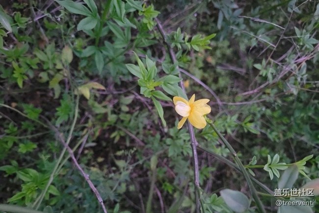 【廣州的花花們】小野花
