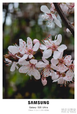 【好春光】+春臨江南