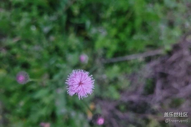 【廣州的花花們】小野花