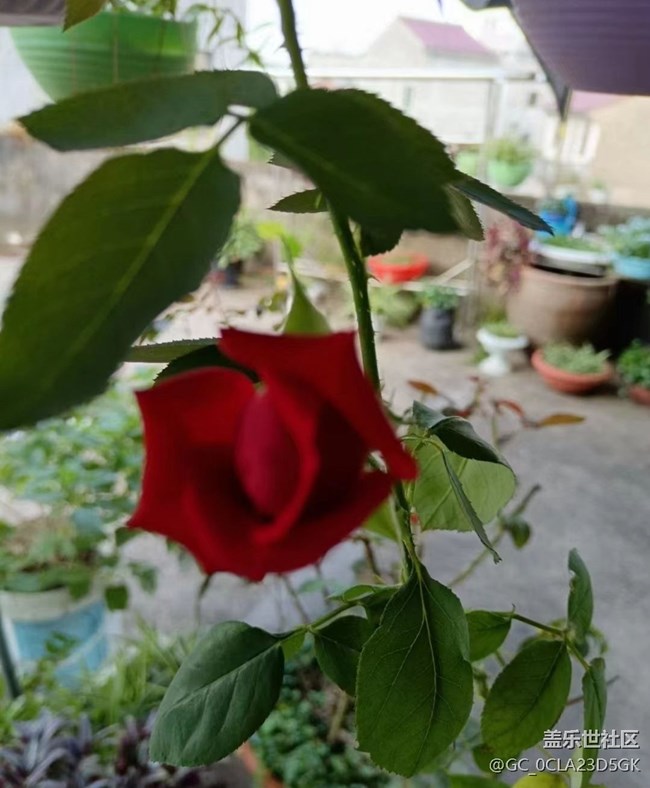 【春日尋花】閃亮的春天