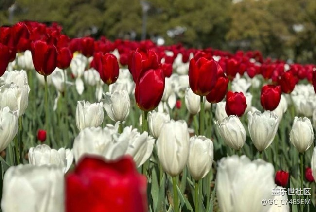 【廣州的花花們】三月郁金香