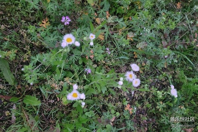 【廣州的花花們】小野花