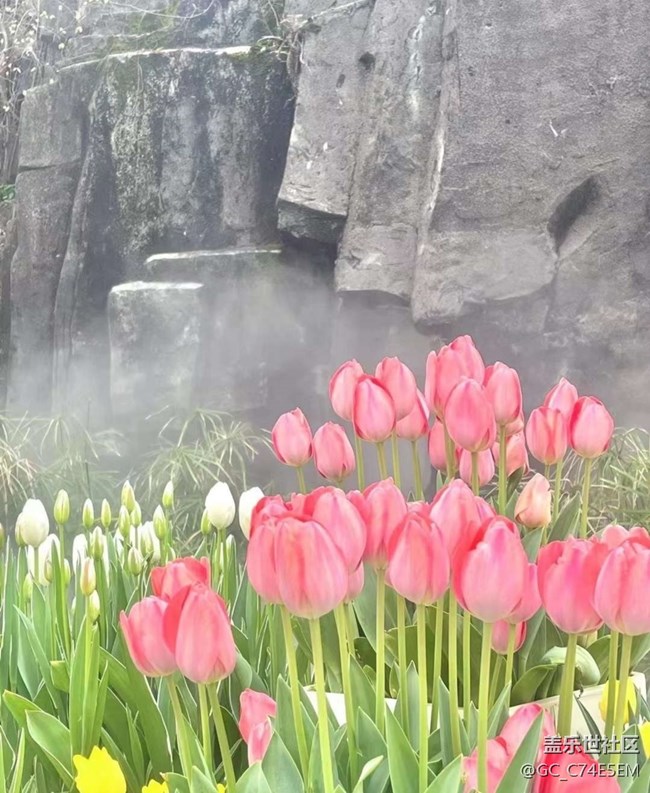 【春日尋花】賞郁季