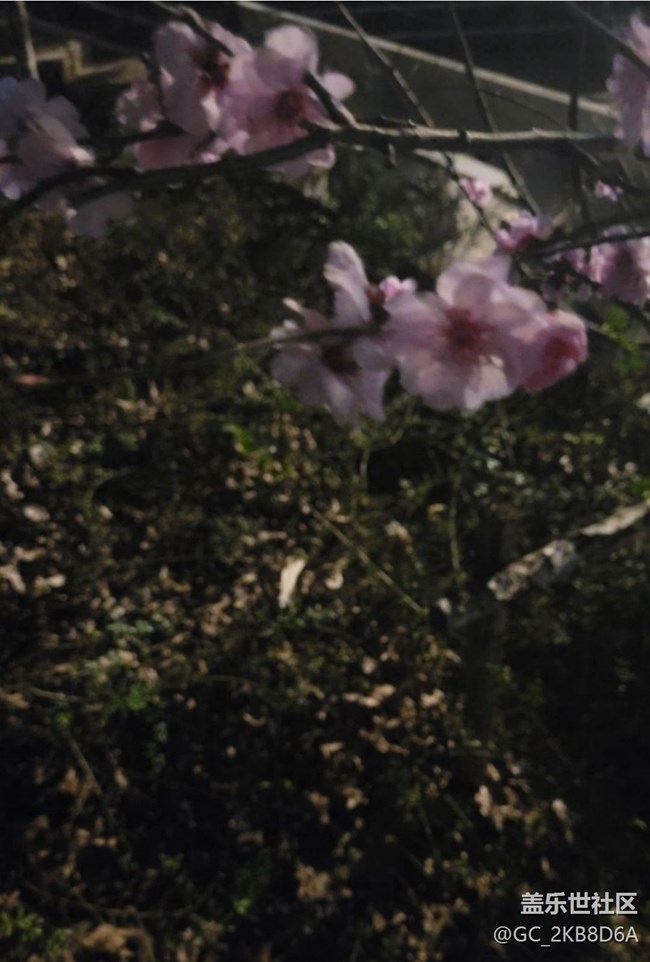 【廣州的花花們】桃花開