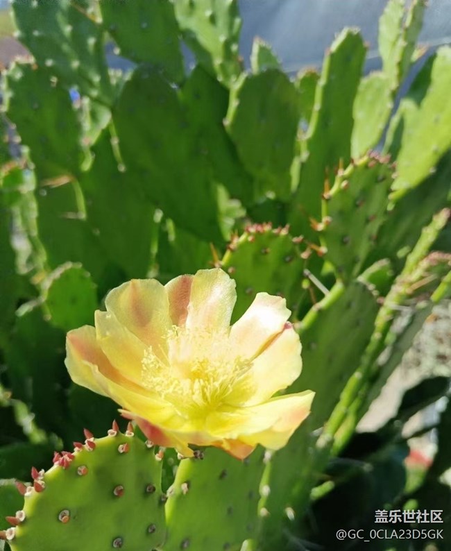 【春日尋花】閃亮的春天