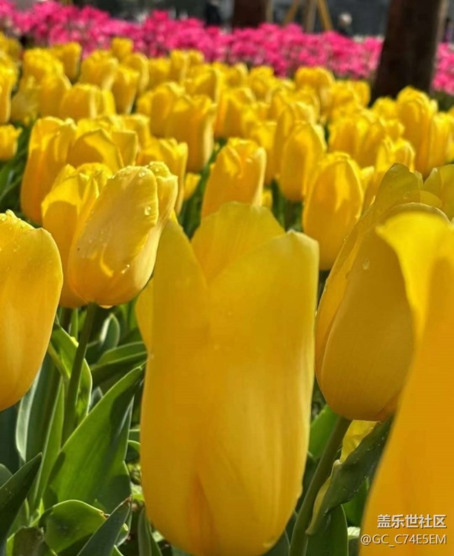 【廣州的花花們】三月郁金香