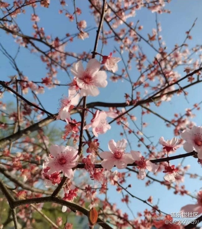 【春日尋花】春光明媚