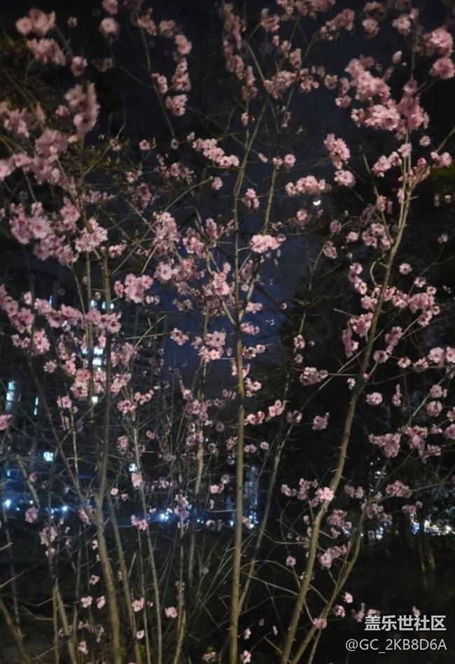 【廣州的花花們】桃花開