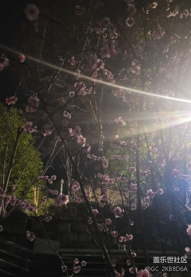 【廣州的花花們】桃花開