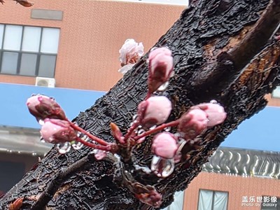 【好春光】+雨潤花綻