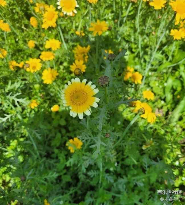 【廣州的花花們】春花