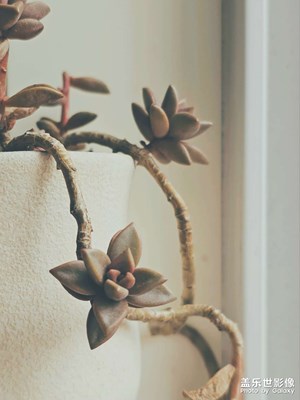 【好春光】+濕漉漉的慵懶