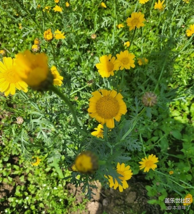 【廣州的花花們】春花