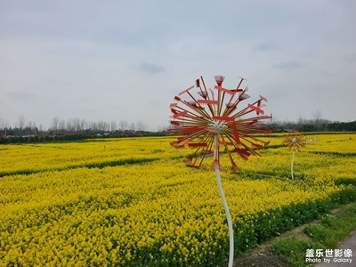 【好春光】+菜花盛開