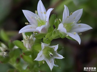【好春光】+蓮花掌小花