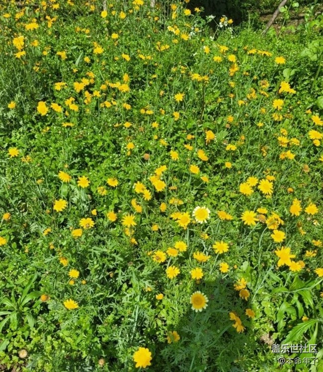 【廣州的花花們】春花