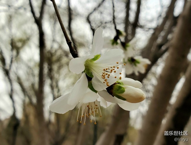 【春花浪漫】+春日桃花