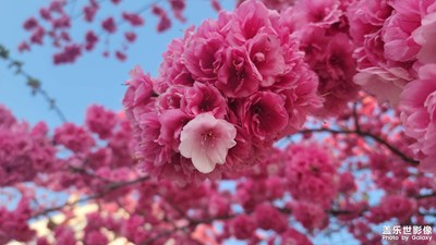 【好春光】+櫻花盛開(kāi)