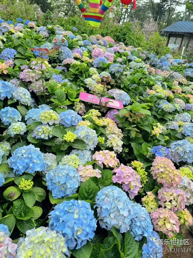 【廣州的花花們】花海與思緒的交織