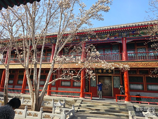 【春日序曲】玉蘭花開