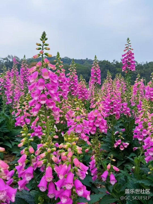 【廣州的花花們】花海與思緒的交織