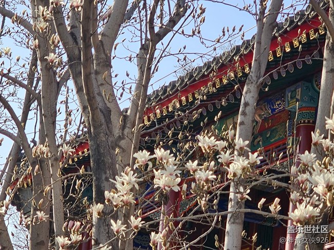 【春日序曲】玉蘭倚樓醉