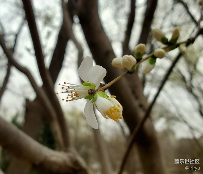 【春花浪漫】+春日桃花