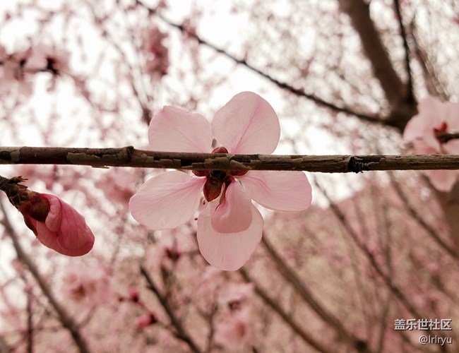 【春花浪漫】+春日桃花