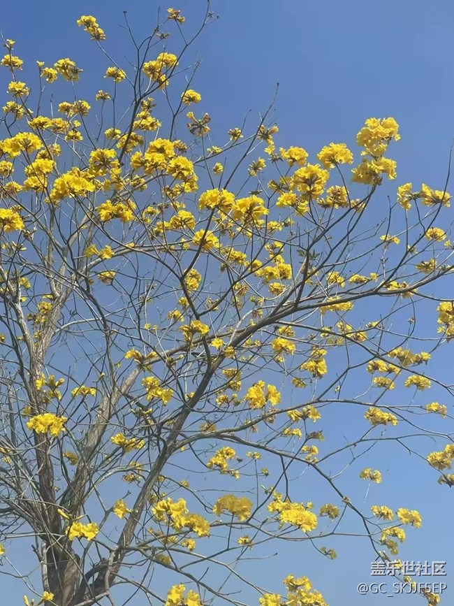 【廣州的花花們】花海與思緒的交織