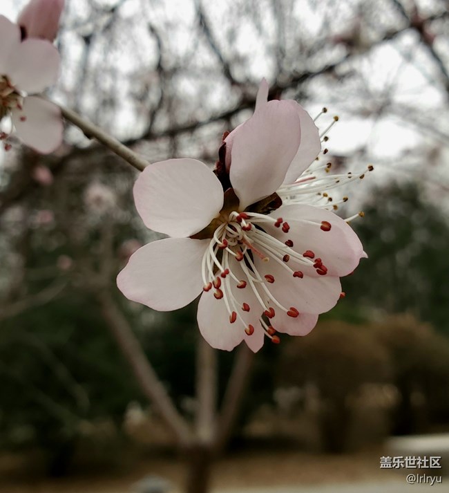 【春花浪漫】+春日桃花
