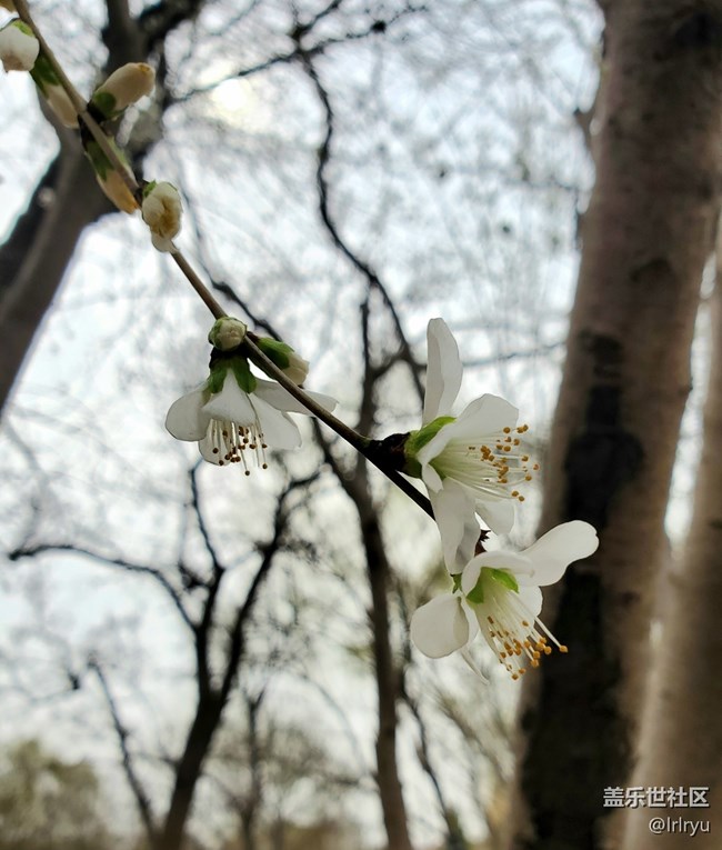 【春花浪漫】+春日桃花