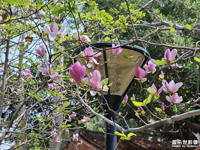 【好春光】三月春花