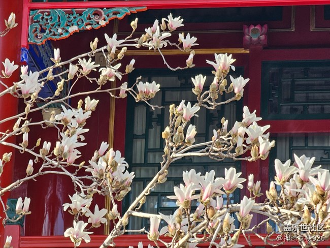 【春日序曲】玉蘭花開