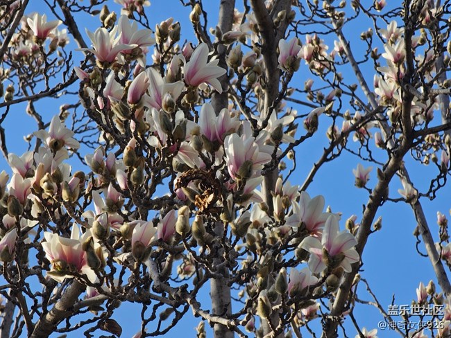 【春日序曲】玉蘭倚樓醉