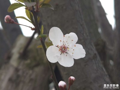 【好春光】+春日看花